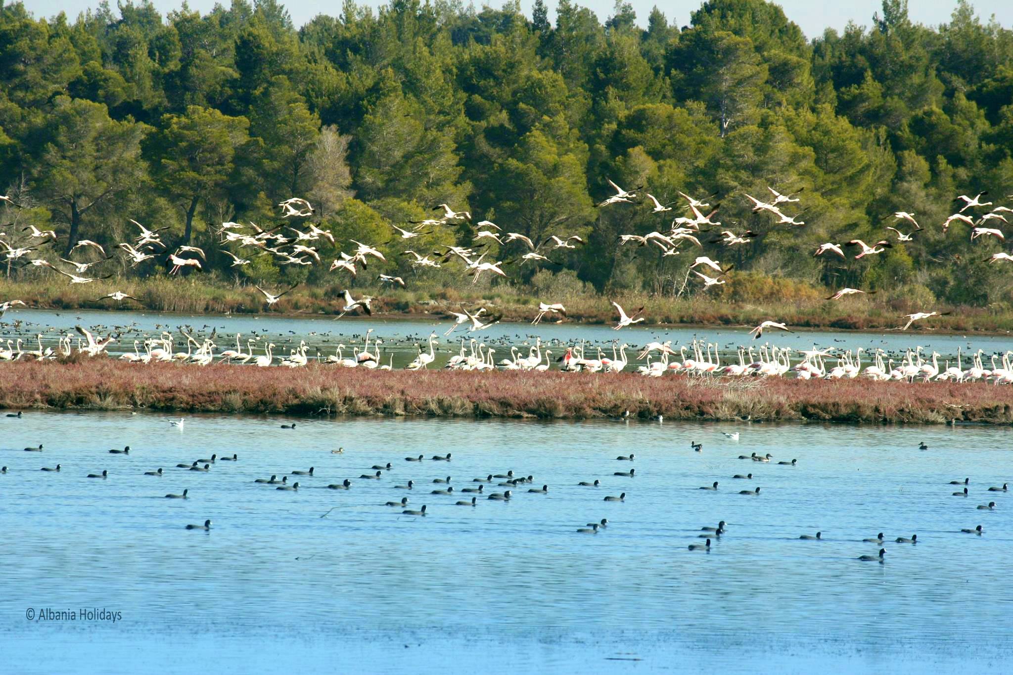 karavasta lagoon albania